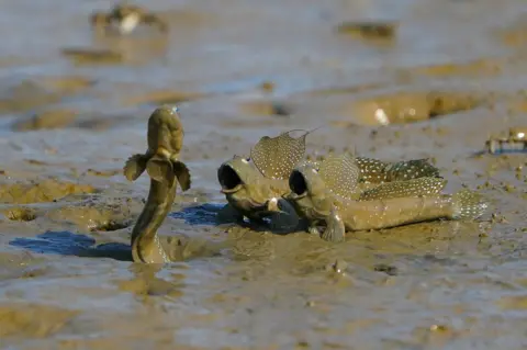 Leo Liu Three mudskippers are seen in mud in Taiwan