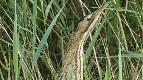 Nick Goodrum Bittern in reeds