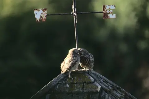 David Jeffrey "Little Owl Chick and Dad", by David Jeffery