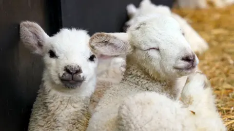 Newborn spring lambs on Nethermorton Farm at Moreton Morrell College in Warwickshire, England, on 3 April 2023