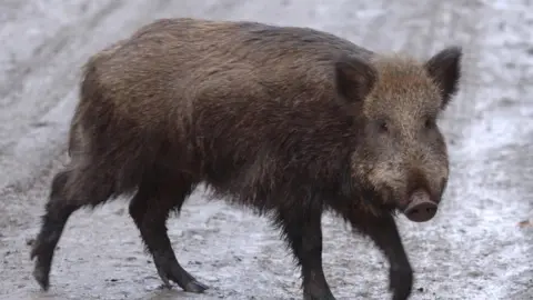 Press Association Wild boar