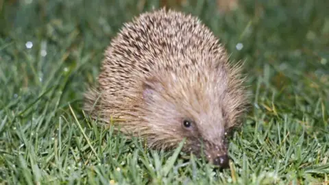 BBC Hedgehog