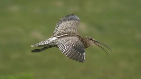 Wildfowl and Wetlands Trust Curlew