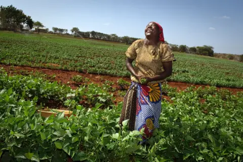 Jonathan Banks Embu farm, Sainsbury's in Africa