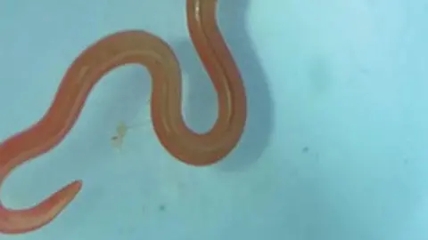 The clip everyone is waiting for! DFC WORM is an 8cm worm made in