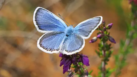 Silver butterfly clearance