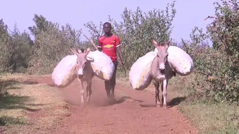 Two donkeys carrying sacks in Sebei, Uganda