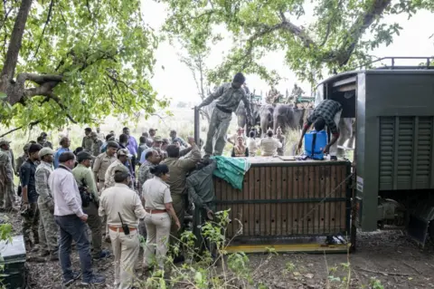 BBC Forest officers observe the tiger inside a customised cage