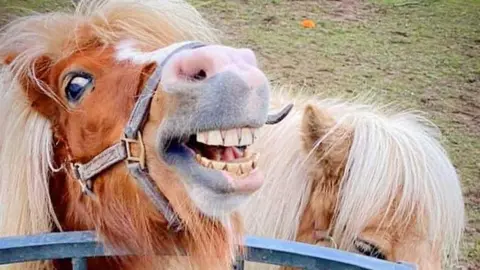 Happy Pants Ranch Shetland ponies