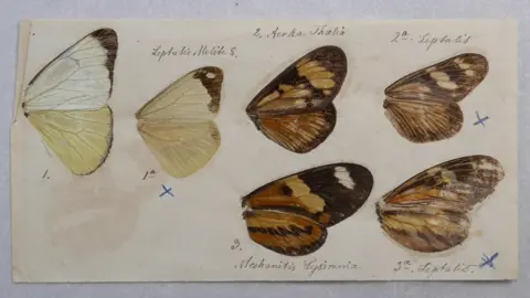 Syndics of Cambridge University Library Butterfly wings