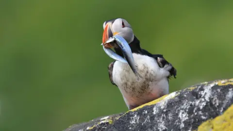 Geoff Cooper Puffin