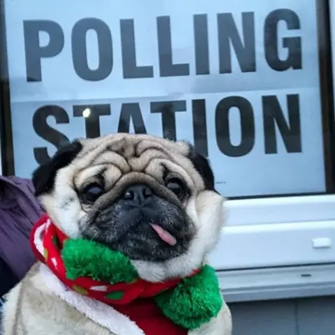 @alfiethepug_ Alfie the pub says 'job done' at a polling station in Cheshire