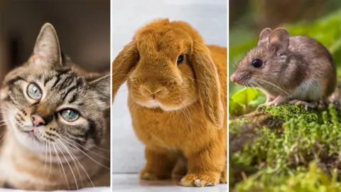 Getty Images A cat, rabbit and mouse