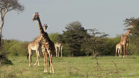 Maasai Mara safari overcrowding stresses Kenyan wildlife - BBC News