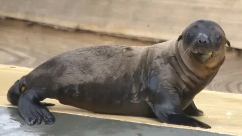 Yorkshire Wildlife Park Baby sea lion