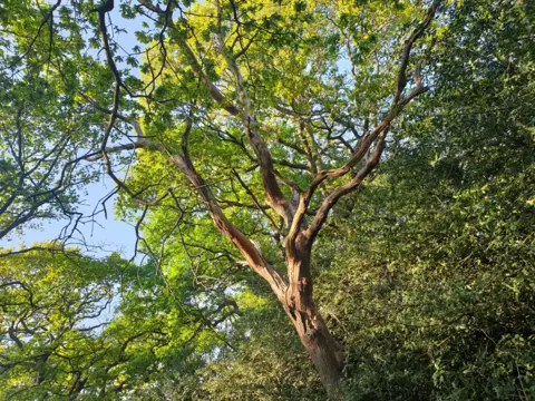 Caroline Jones Tree branches covered in green leaves