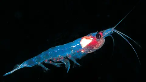 Greenpeace Krill