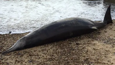 Kevin Coote Sowerby's beaked whale at Lowestoft