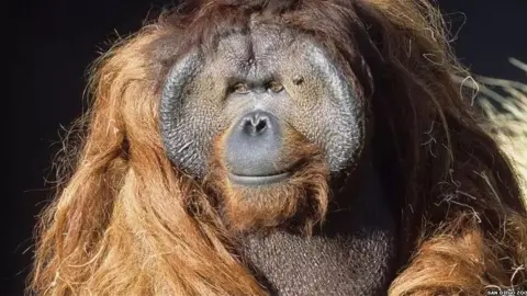 San Diego zoo Ken Allen, the Orangutan