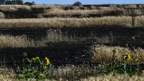 Getty Images Burnt sunflower field in Ukraine