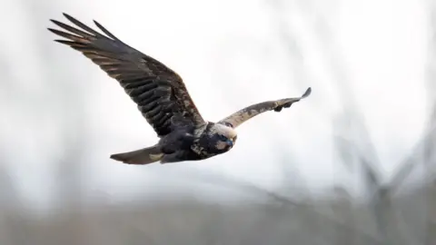 Steve Everett Bird of prey in flight