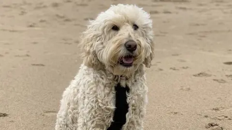 Martha Watton Barney, a labradoodle, on the beach