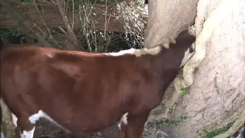 HIFRS Cow stuck in tree in Stockbridge