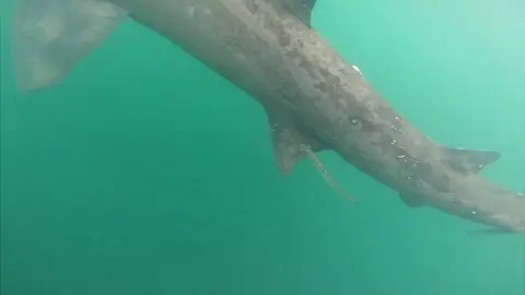 Craig Whalley Basking shark by Craig Whalley