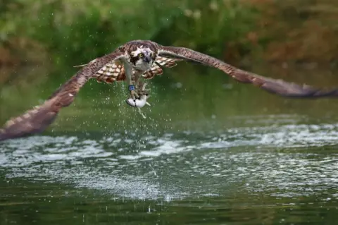 Carey Wilcox Osprey in flight with a trout in its claws