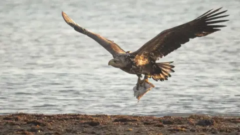 Forestry England/RDWF white-tailed eagle