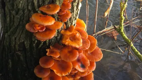 Peter Fillmore Fungi on the River Thames