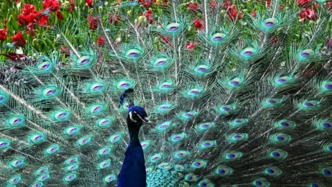 A peacock displays its plumage