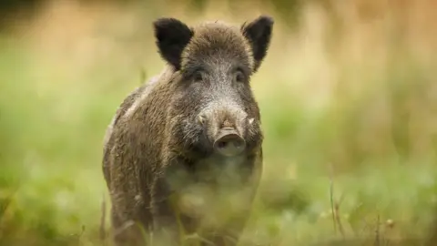 Shutterstock Wild boar in some grass