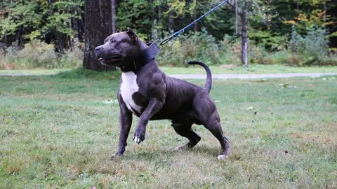 Getty Images A Pitbull dog