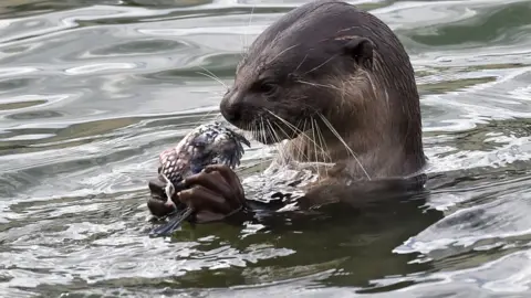 Getty Images An otter eating prey in the water in Singapore