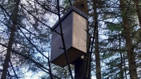 Crown Sopyright Pine Marten