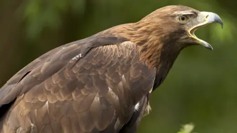 Getty Images Golden Eagle