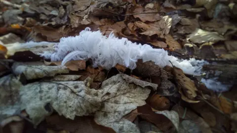 Fiona Leslie Hair ice