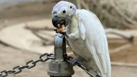 Alamy Lesser Sulphur Crested Cockatoo