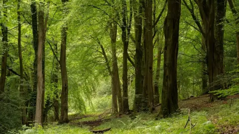 Nathan Millar Woodland on Cooper's Hill