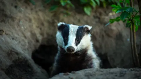 Getty Images badger