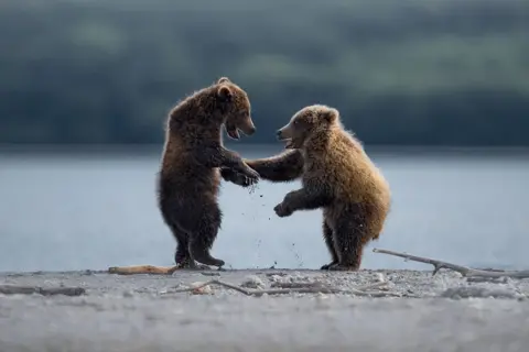 Thomas Vijayan/Comedy Wildlife Photography Awards Grizzly bears