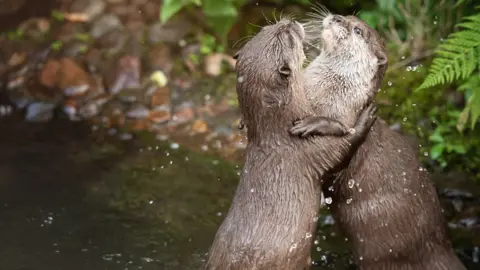 Rachel Hughes Bulan and Bintang, two Asian small-clawed otters