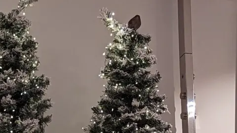 RSPCA A finch sitting on top of a Christmas tree