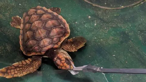 Blue Reef Aquarium Sea turtle