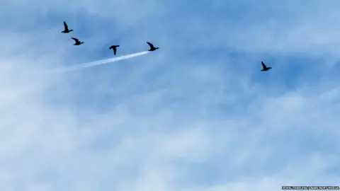 John Threlfal/ Barcroft Media Birds.