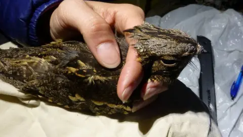 Dr Kathryn Arnold/University of York A nightjar being measured