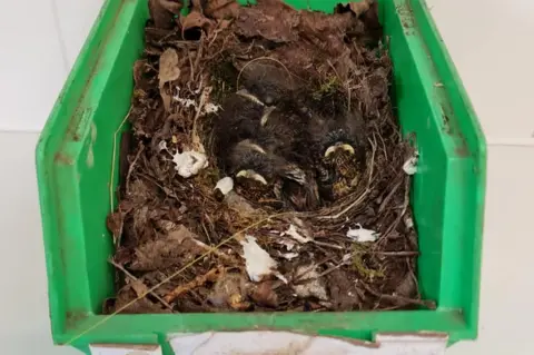 South Essex Wildlife Hospital Box containing bird nest