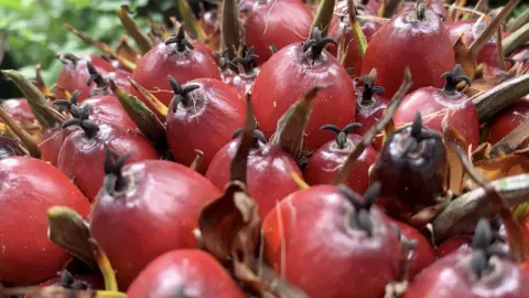 The fruit of the oil palm