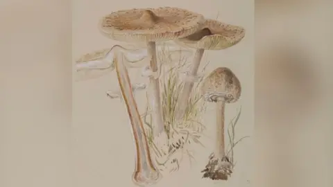 Armitt Museum Macrolepiota procera, (parasol mushroom) by Beatrix Potter